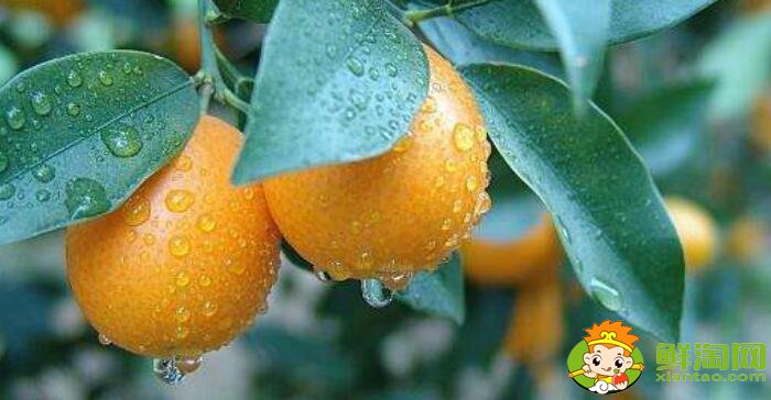 小金桔的功效与作用,金桔泡水喝的功效