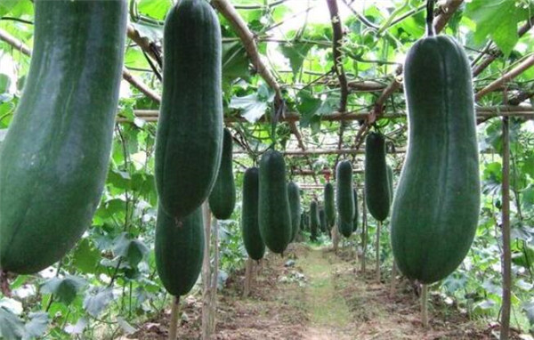 冬瓜不能与什么同吃,冬瓜和什么一起吃最好