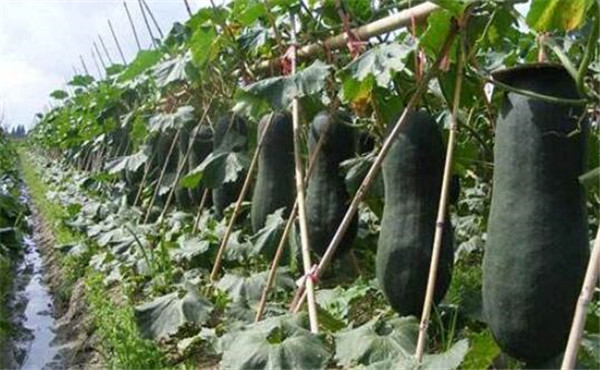 冬瓜不能与什么同吃,冬瓜和什么一起吃最好