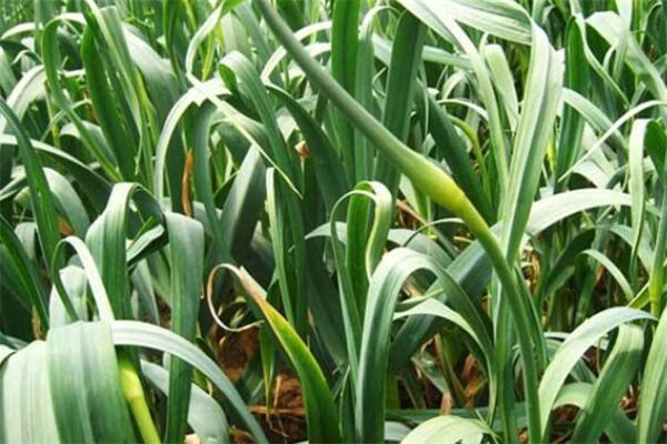 蒜苔是怎么长出来的,蒜苔的主产地在哪里