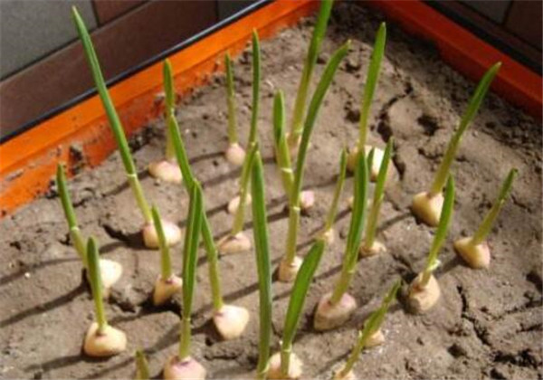 蒜苔是怎么长出来的,蒜苔的主产地在哪里