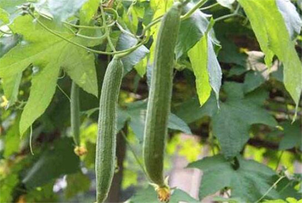 丝瓜该怎么种,丝瓜种植的方法