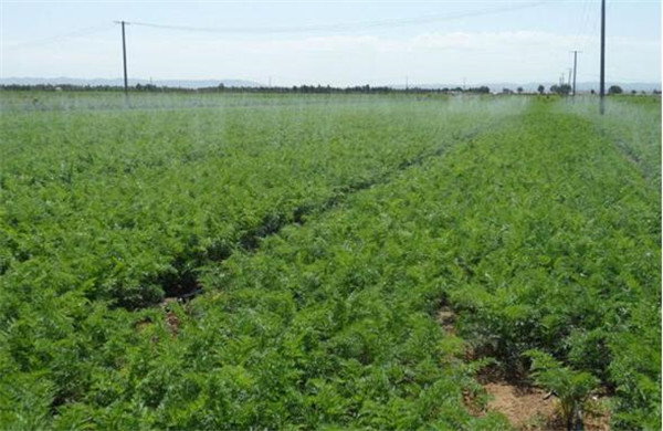 胡萝卜种植时间是什么时候,胡萝卜种植时间(小暑与大暑之间)