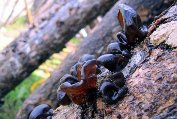 木耳产地主要有那些地方,木耳产生长在哪里