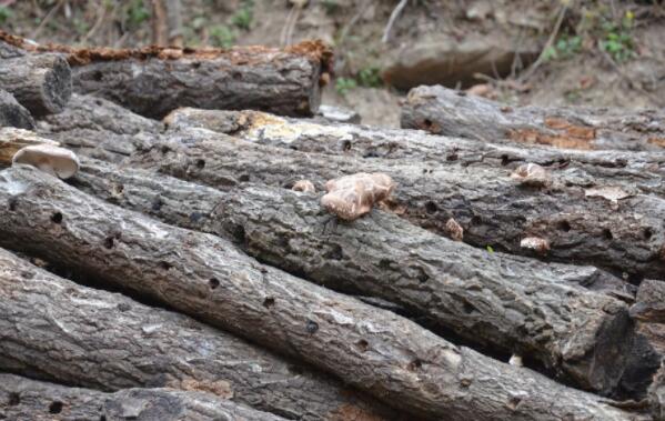 木耳产地主要有那些地方,木耳产生长在哪里