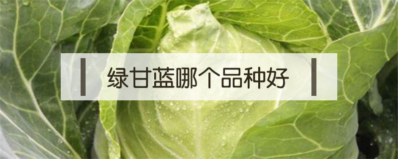 绿甘蓝哪个品种好