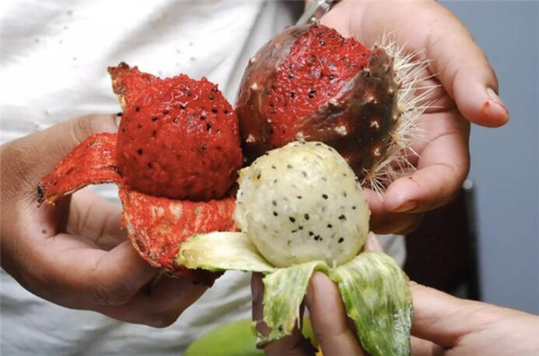 仙人掌果什么时候成熟,仙人掌果多少钱一斤