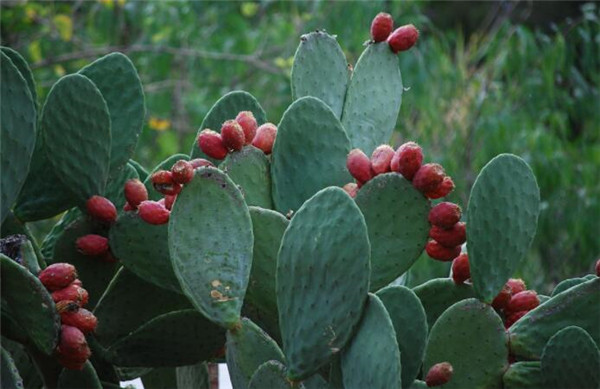 仙人掌果什么时候成熟,仙人掌果多少钱一斤