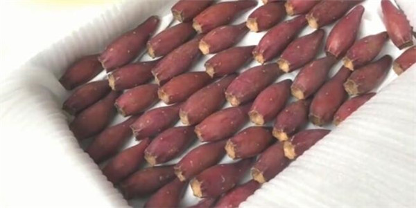 仙人掌果怎么储存,仙人掌果的储存方法