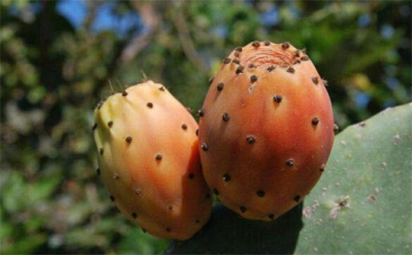 仙人掌的水分储存在哪里,仙人掌为什么会储存那么多水分