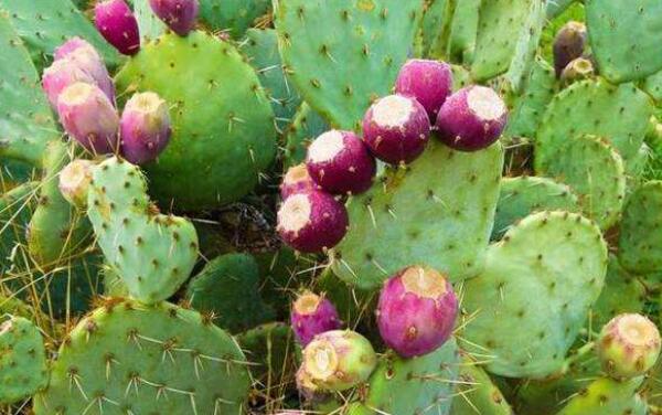 仙人掌的水分储存在哪里,仙人掌为什么会储存那么多水分