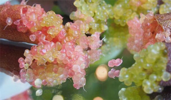 澳洲指橙多少钱一斤,澳洲指橙中国哪里有卖