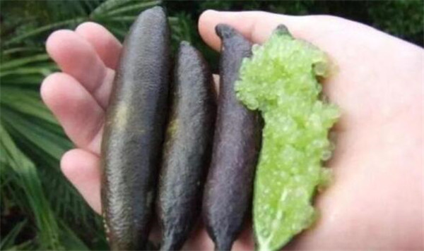 澳洲指橙多少钱一斤,澳洲指橙中国哪里有卖