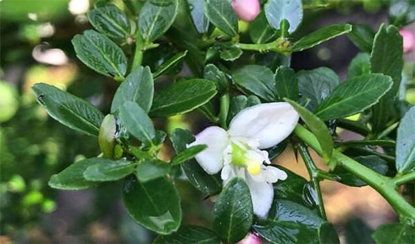 澳洲指橙什么季节有,澳洲指橙需要修枝吗