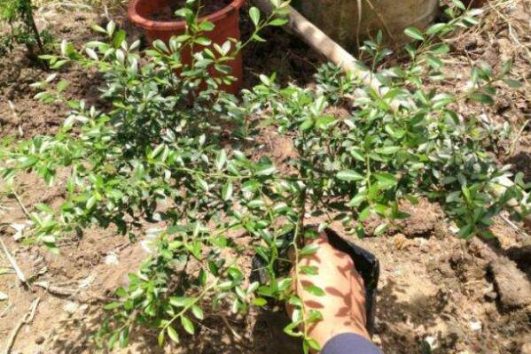 指橙的种植需要什么条件,指橙种植条件南北方