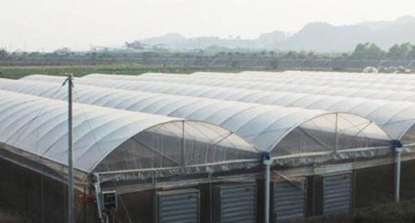 指橙的种植需要什么条件,指橙种植条件南北方