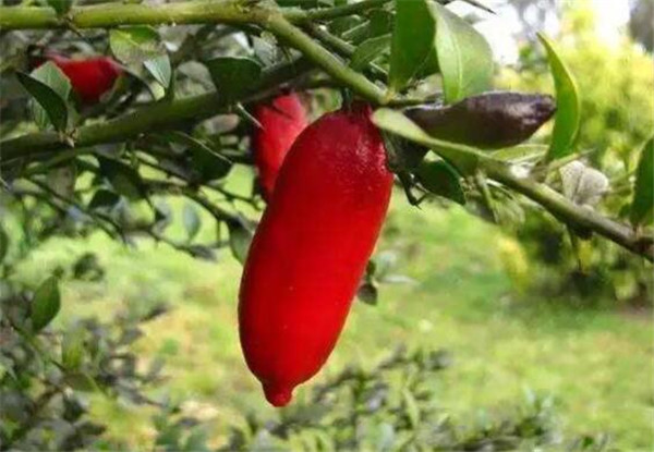 澳洲指橙有什么功效,澳洲指橙药用价值