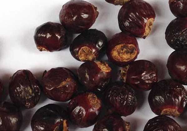 荔枝核能吃吗,荔枝核放在土里能发芽吗