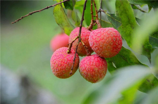 吃荔枝上火吗,荔枝上火吗小孩能吃吗