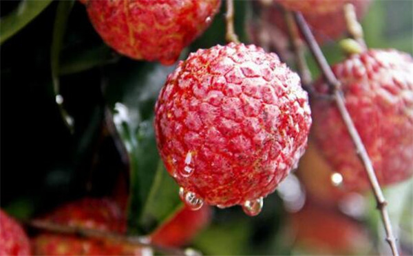 荔枝上火是什么原因,实验证明吃荔枝上火的原因