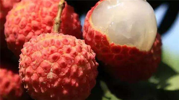 荔枝上火是什么原因,实验证明吃荔枝上火的原因