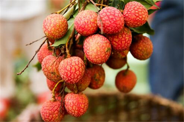 白糖罂荔枝什么时候熟,白糖罂荔枝什么时候上市