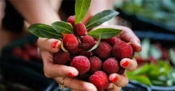 孕妇吃杨梅上火吗,杨梅连籽一起吃是不是不会上火