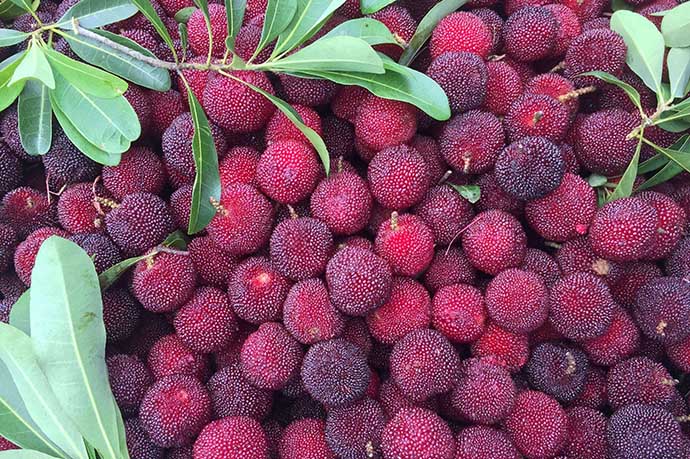 杨梅要连籽一起吃吗,杨梅连籽一起吃是不是不会上火