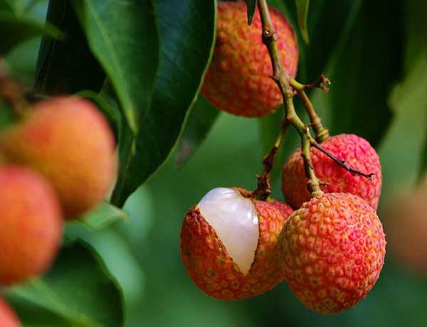 白糖罂荔枝上火吗,白糖罂荔枝吃多少不会上火