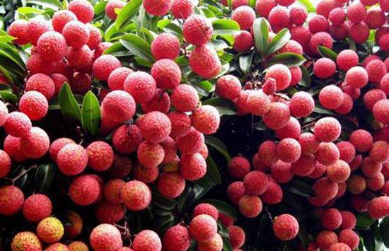 龙眼和荔枝哪个上火,荔枝一天最多吃几个