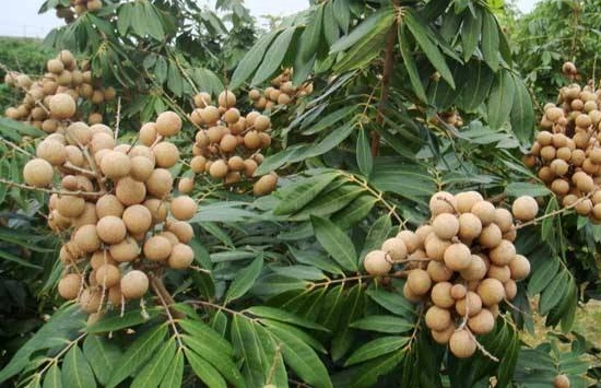 龙眼和荔枝哪个上火,荔枝一天最多吃几个