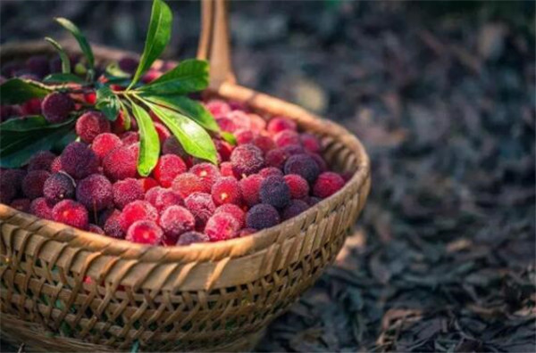 哺乳期吃杨梅上火吗,哺乳期有点上火可以吃杨梅吗