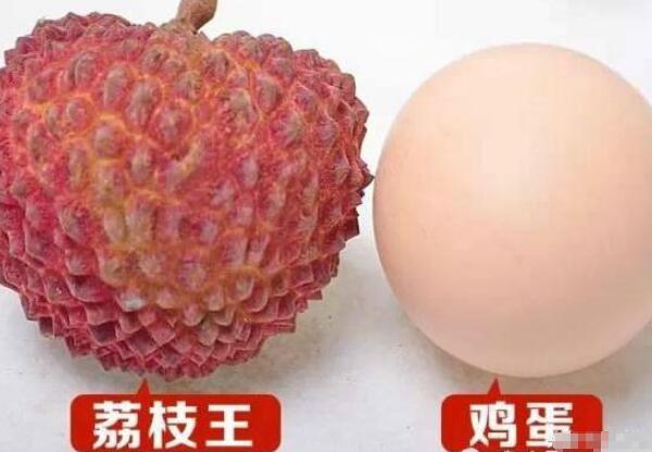 世界上最大的荔枝树有多大,中国最古老的荔枝树在哪里