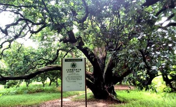 世界上最大的荔枝树有多大,中国最古老的荔枝树在哪里