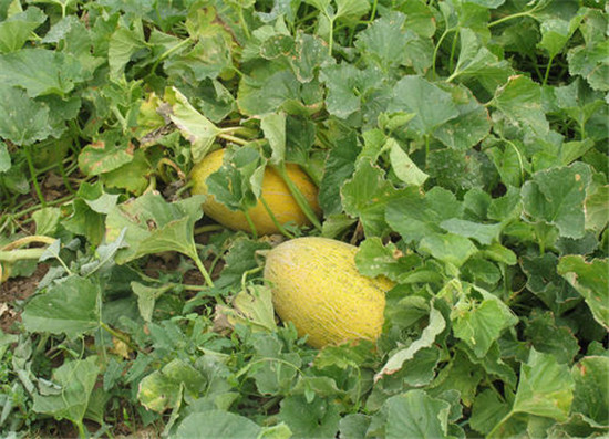 哈密瓜热量和糖分高吗,哈密瓜吃了会胖吗