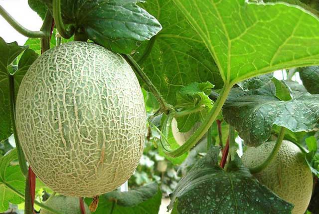哈密瓜怎么挑选,哈密瓜怎么挑熟的