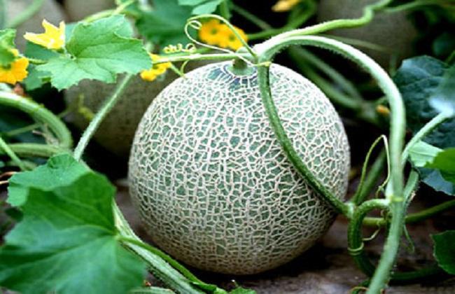 哈密瓜怎么挑选才甜呢,哈密瓜怎么挑皮厚皮薄