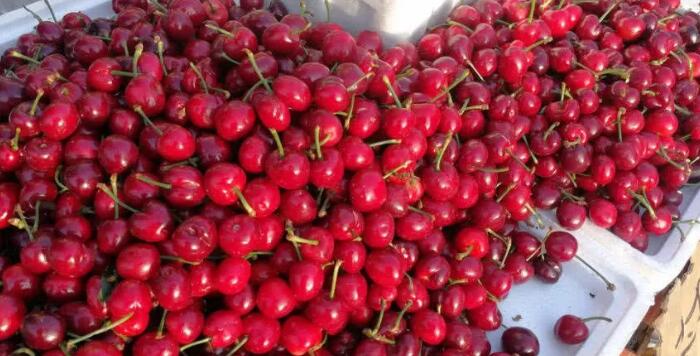 大小樱桃怎么保存时间长一点,不用冰箱樱桃怎么保存时间长