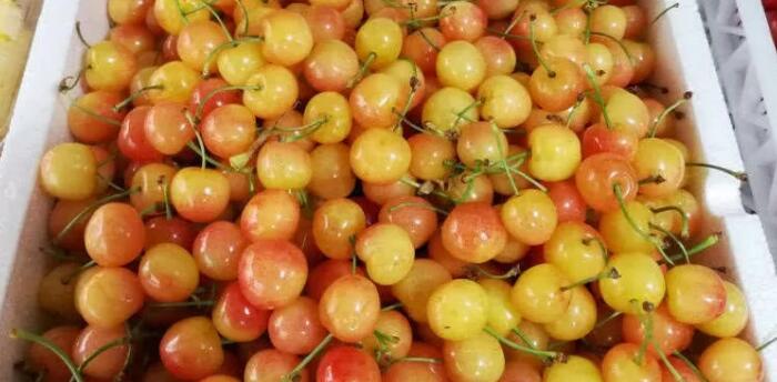 大小樱桃怎么保存时间长一点,不用冰箱樱桃怎么保存时间长