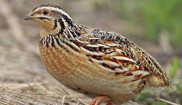 松花蛋是什么动物下的蛋,市场2元松花蛋是什么鸟下的蛋