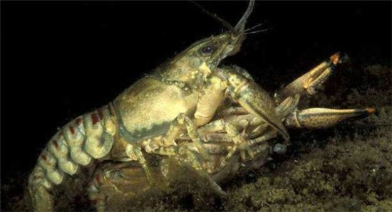 小龙虾性成熟要几个月,怎样刺激小龙虾性成熟
