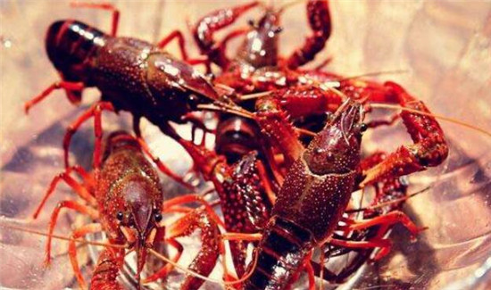 小龙虾性成熟要几个月,怎样刺激小龙虾性成熟