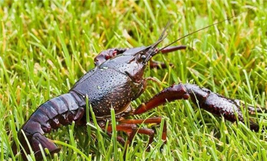 小龙虾的主产地有哪些地方,我国三大小龙虾产地湖北什么地方