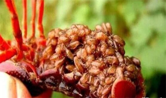 小龙虾几月产卵,小龙虾的收获季节