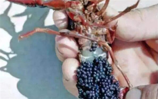 小龙虾几月产卵,小龙虾的收获季节