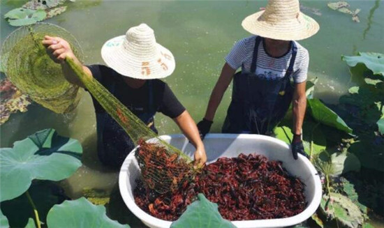 小龙虾几月产卵,小龙虾的收获季节