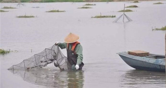 小龙虾的养殖期多长时间,养殖小龙虾难在哪里