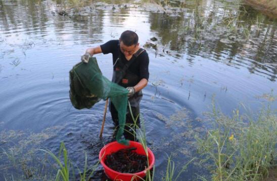 小龙虾的养殖期多长时间,养殖小龙虾难在哪里