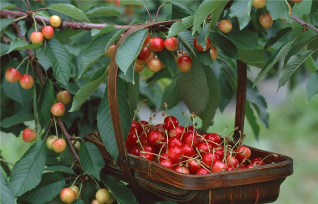 买的樱桃怎么保存,一个保存樱桃的绝招
