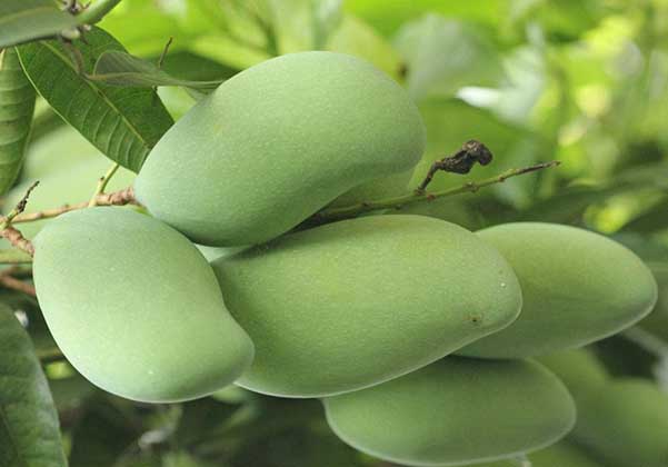 哪种芒果吃了不上火,青芒果绿绿的怎么吃